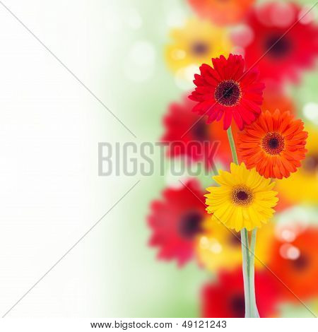 border of garden herbera flowers