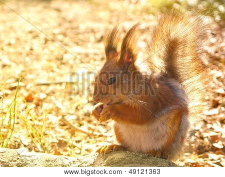Squirrel With Nuts And Summer Forest On Background Wild Nature Thematic (sciurus Vulgaris, Rodent)