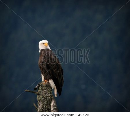 Eagle