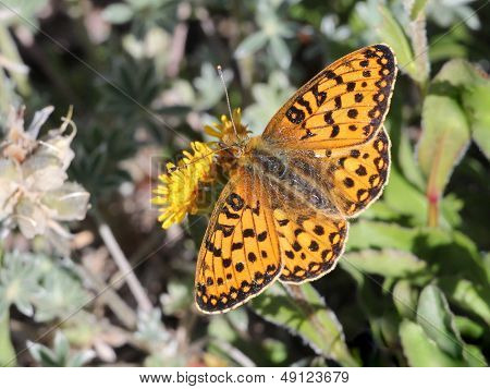Fritillary on a Flower