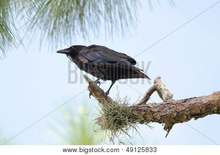 Fish Crow (corvus Ossifragus)