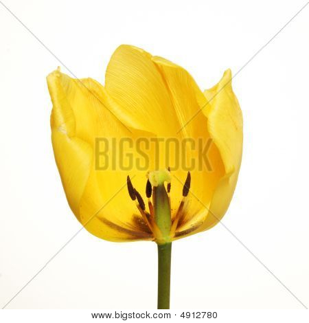 Seção de tulipa amarela