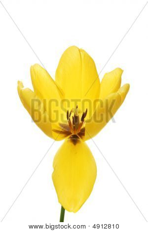Tulipa amarela aberta
