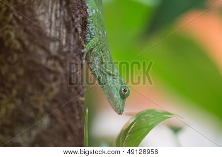 Green Lizard