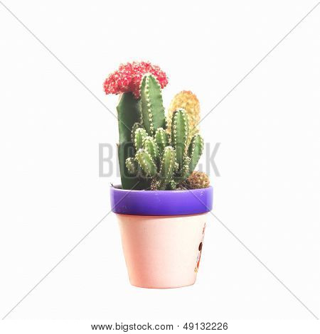 Potted