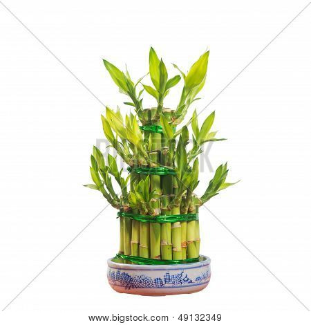Potted