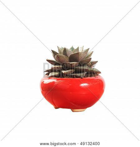 Potted