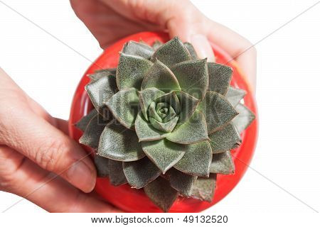 Potted