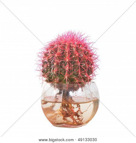 Potted