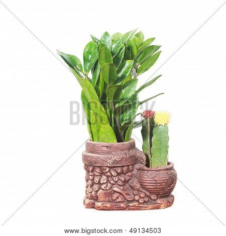 Potted