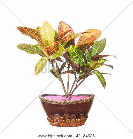 Potted