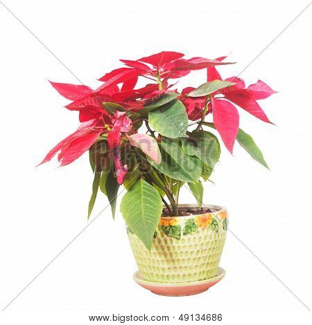 Potted