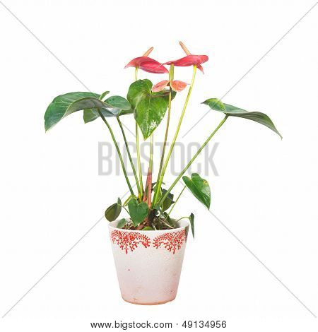 Potted