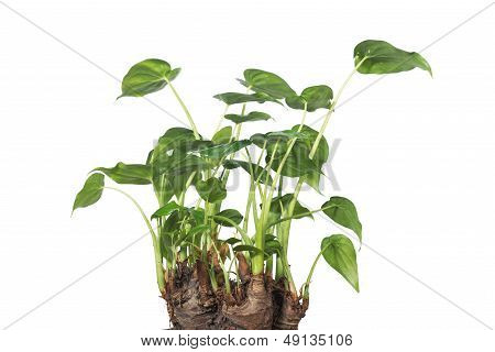 Potted