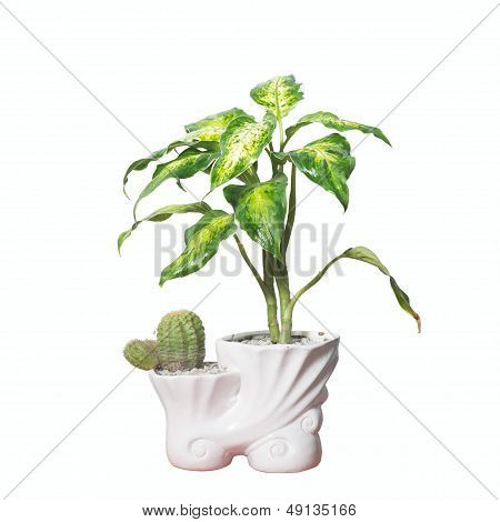 Potted