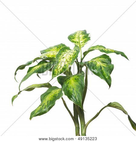Potted