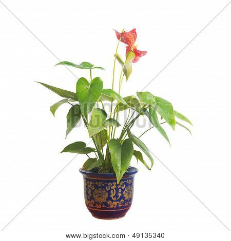 Potted