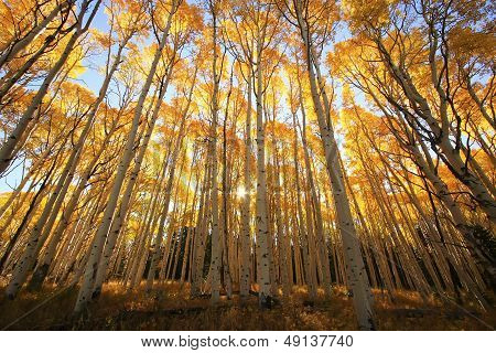 Aspen Trees With Fall Color, San Juan National Forest, Colorado