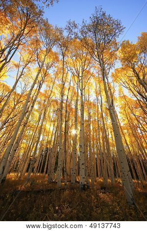 Aspen Trees With Fall Color, San Juan National Forest, Colorado