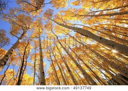 Aspen Trees With Fall Color, San Juan National Forest, Colorado