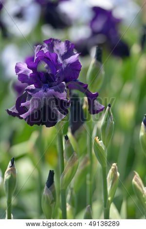 Flower of bearded iris closeup