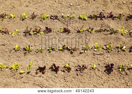 Rows Of Baby Lettuce