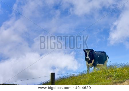 Cow