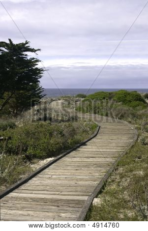 Boardwalk, cipresso di Monterey (cupressus Macrocarpa) verticale