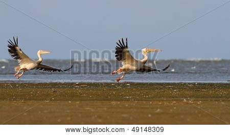 Two Pelicand In Flight
