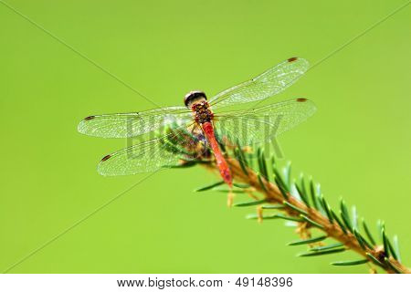 Red Dragonfly With Wings Spread, Naturally.