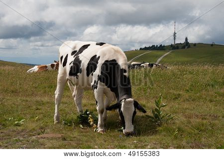 Cows On The Feldberg In Germany Black Forest.