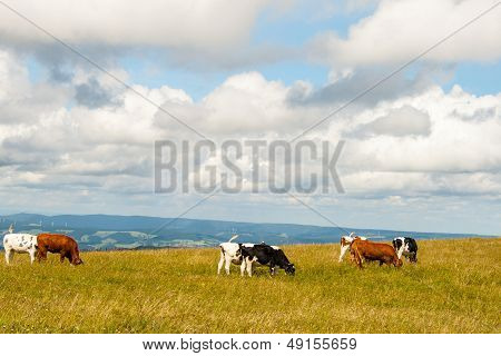 Cows On The Feldberg In Germany Black Forest.