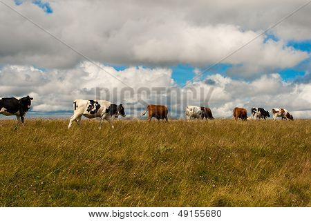 Cows On The Feldberg In Germany Black Forest.