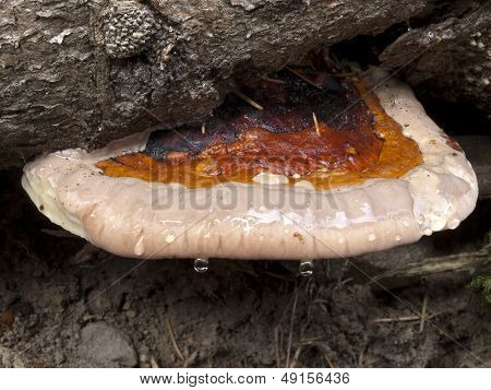 Red Banded polypore