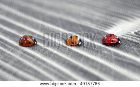 ladybug
