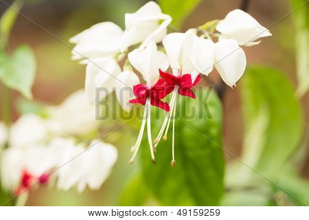 Bleeding Heart Vine Or Clerodendrum Thomsoniae Flowers Extreme Close Up