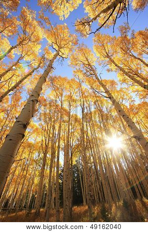 Aspen Trees With Fall Color, San Juan National Forest, Colorado