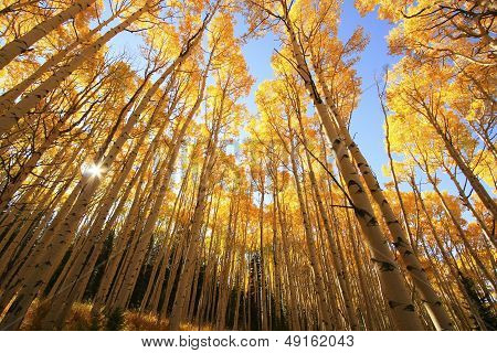 Aspen Trees With Fall Color, San Juan National Forest, Colorado