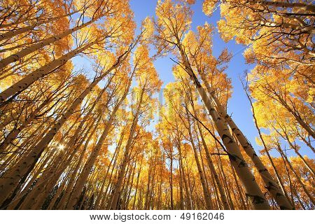 Aspen Trees With Fall Color, San Juan National Forest, Colorado