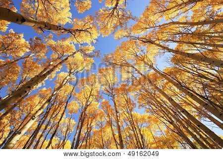 Aspen Trees With Fall Color, San Juan National Forest, Colorado