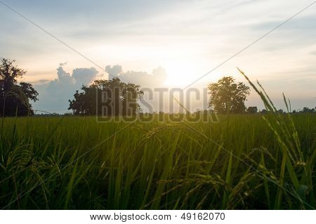 rice field in sunset