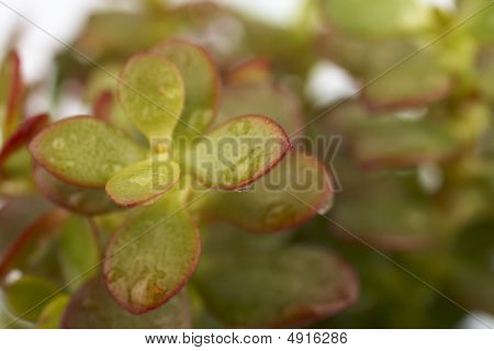 indoor succulent plant