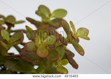 indoor succulent plant