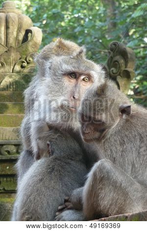 Famiglia scimmia nel tempio Padangtegal a Bali