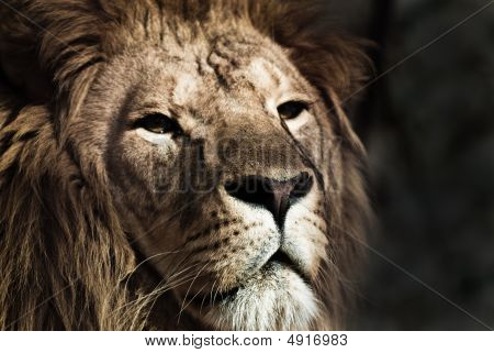 Löwe