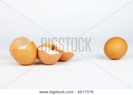 eggs shells