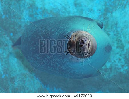 sea lion