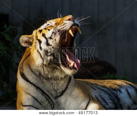 Showing Teeth