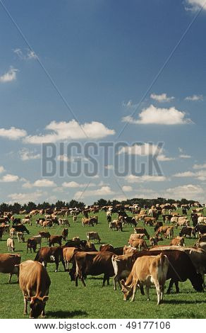 Vacche Jersey in verdi pascoli