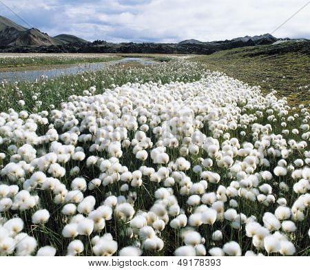 Blomstrende græs af stream